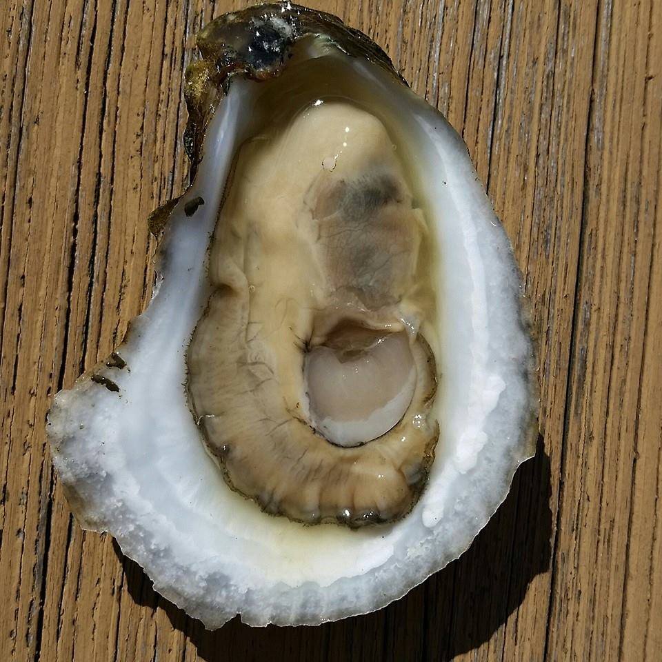 Shucked oyster on half shell.